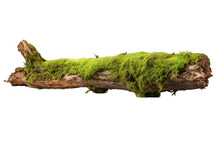 Green Moss On Rotten Tree Branch Isolated On Transparent Background