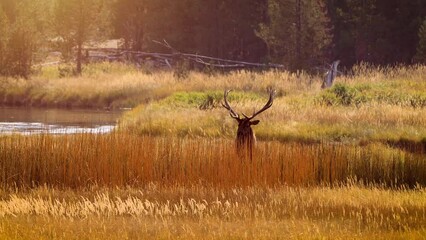 wild elks in yellowstone national park