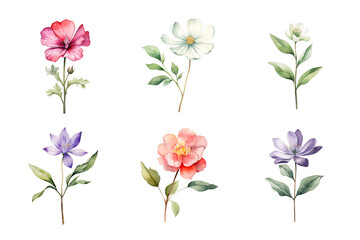 Wall Mural - Beautiful watercolor floral hand-drawn collection, wild field flowers