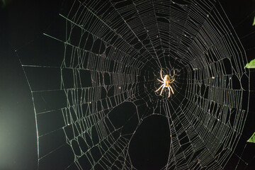 Wall Mural - spider web
