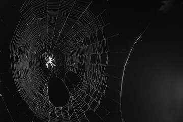 Wall Mural - spider web
