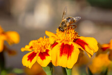 Bee Collect The Honey From A Colorful Marigold Flower.