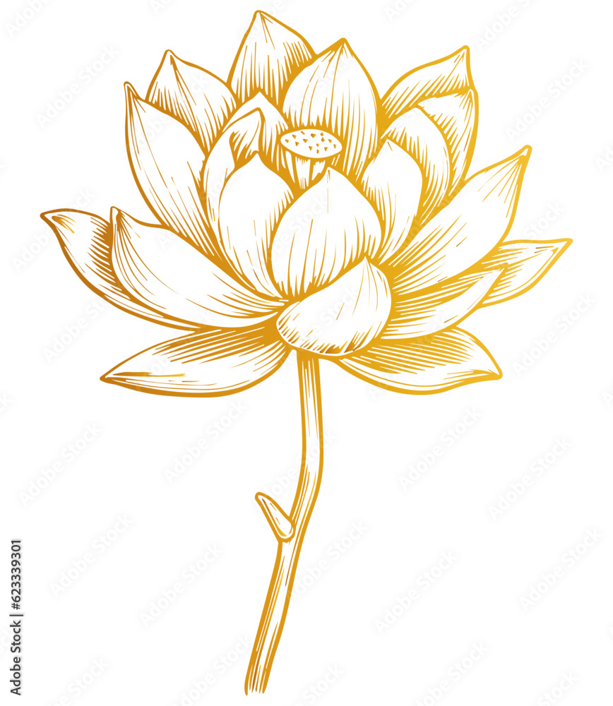 Hand drawn lotus flower . Sketch of lotus flower with leaves and stem ...