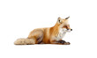 red fox vulpes HD 8K wallpaper Stock Photographic Image