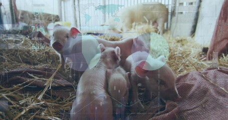 Poster - Animation of financial data processing over pigs