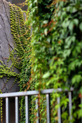 Wall Mural - ivy growing on a wall