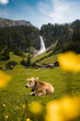 swiss cow lying in alpine meadow in summer with wild flowers in front of Stäuber Waterfall, Uri
