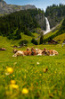 herd of swiss cows lying in an alpine meadow in summer with wild flowers in front of Stäuber Waterfall, Uri