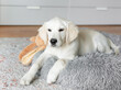 A puppy of a golden retriever is resting in a dog bed.