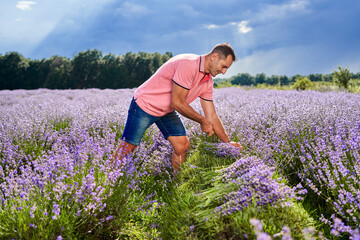 Wall Mural - Farmer harvesting lavender