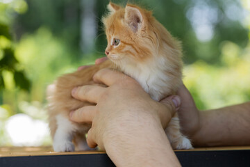 Canvas Print - small beautiful red kitten in male hands. Care concept