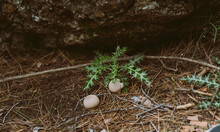 Closeup Picture Of Green Plant Bush With Abandoned Bird Eggs Lying Under Tree On The Ground Grass In The Forest.