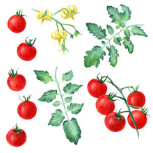 A Set Of Cherry Tomatoes, Leaves And Yellow Flowers. Hand Drawn Botanical Watercolor Illustration For Clip Art, Cards, Label, Menu