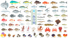 夏の魚介類のイラストセット。鮪、鮭、蟹、貝類など71種のイラスト。フラットなベクターイラストセット。 Illustration Set Of 71 Summer Seafood Types Including Tuna, Salmon, Crab, Shellfish, And More. Flat Designed Vector Illustration Set.