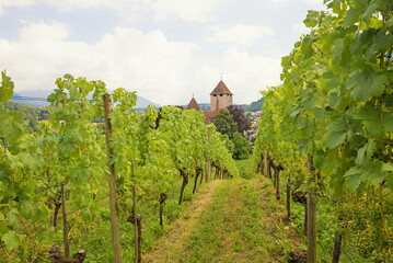 Wall Mural - view through vineyard rows to castle tower Spiez, switzerland