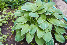 Photo Of Green Hosta Plant In Flower Bed