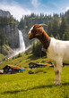 portrait of a swiss goat on a alpine meadow in front of a waterfall
