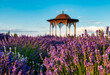 Landscape garden, violet lavender field at sunset