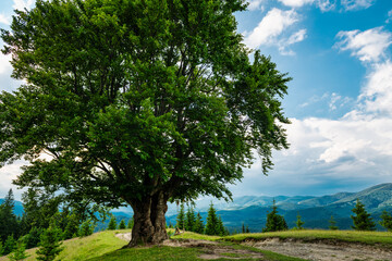 Wall Mural - Tree with swing in mountains, summer idyllic landscape