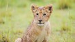 Slow Motion of Cute Baby Lion Cub Close Up Portrait, Small Adorable Little Baby Animals, Lions in Africa on African Wildlife Safari in Kenya, Animal face Looking Around at Camera in Maasai Mara