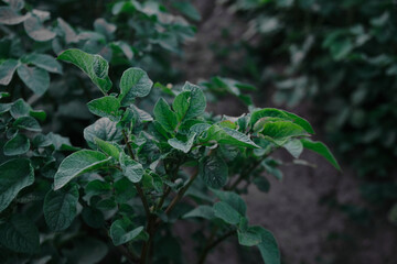 Wall Mural - Green leaves pattern background. sweet potato leaves nature dark green tone background.