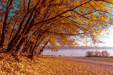 Aufkleber - Autumn landscape beautiful trees with colored leaf over the lake, glowing in sunlight. wonderful picturesque scenery. color in nature. gorgeous, amazing scene. creative image. artistic picture