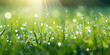 Fresh morning dew on grass fresh green grass field in the early morning with morning dew. Water drop on tip of grass leaves in garden. on spring. Nature sun light on green grass background  
