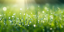 Fresh Morning Dew On Grass Fresh Green Grass Field In The Early Morning With Morning Dew. Water Drop On Tip Of Grass Leaves In Garden. On Spring. Nature Sun Light On Green Grass Background  
