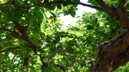 Wall Mural - green leaves of the tree swaying in the wind. 4k video capture
