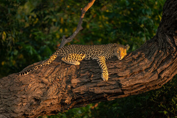 close-up of leopard lying on sunlit trunk