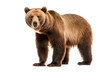 Brauner Bär isoliert auf transparentem Hintergrund