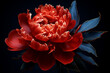 red peony flower close up on a dark blue background, AI generated
