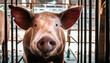 Portrait of cute breeder pig with dirty snout, Close-up of Pig's snout.Big pig on a farm in a pigsty, young big domestic pig in stable