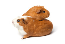 Two Cute Guinea Pigs Isolated Isolated On White Background