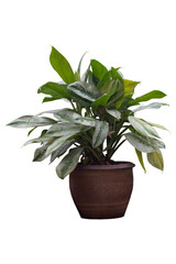 Wall Mural - Aglaonema Silver Bay, Silver King or Chinese Evergreen growing in pot isolated on white background included clipping path.