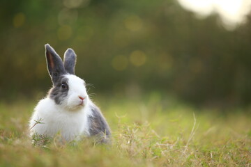 Wall Mural - Adult rabbit in green field in spring. Lovely bunny has fun in fresh garden. Adorable rabbit plays and is relax in nature green grass.
