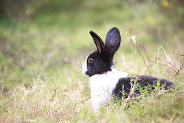Wall Mural - Adult rabbit in green field in spring. Lovely bunny has fun in fresh garden. Adorable rabbit plays and is relax in nature green grass.