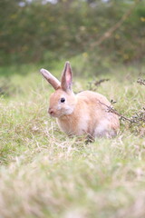 Wall Mural - Adult rabbit in green field in spring. Lovely bunny has fun in fresh garden. Adorable rabbit plays and is relax in nature green grass.