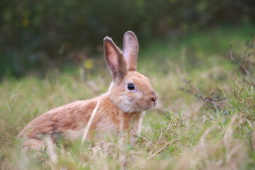 Wall Mural - Adult rabbit in green field in spring. Lovely bunny has fun in fresh garden. Adorable rabbit plays and is relax in nature green grass.