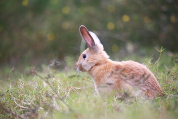 Wall Mural - Adult rabbit in green field in spring. Lovely bunny has fun in fresh garden. Adorable rabbit plays and is relax in nature green grass.