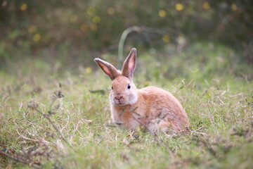 Wall Mural - Adult rabbit in green field in spring. Lovely bunny has fun in fresh garden. Adorable rabbit plays and is relax in nature green grass.