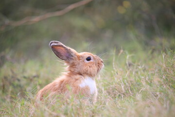Wall Mural - Adult rabbit in green field in spring. Lovely bunny has fun in fresh garden. Adorable rabbit plays and is relax in nature green grass.