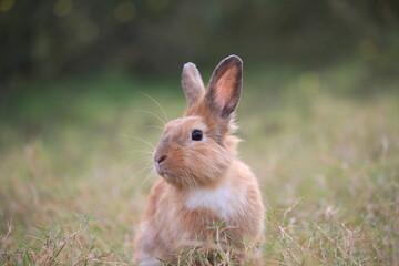 Wall Mural - Adult rabbit in green field in spring. Lovely bunny has fun in fresh garden. Adorable rabbit plays and is relax in nature green grass.