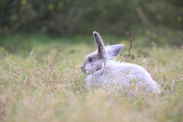Wall Mural - Adult rabbit in green field in spring. Lovely bunny has fun in fresh garden. Adorable rabbit plays and is relax in nature green grass.