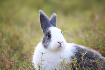Wall Mural - Adult rabbit in green field in spring. Lovely bunny has fun in fresh garden. Adorable rabbit plays and is relax in nature green grass.