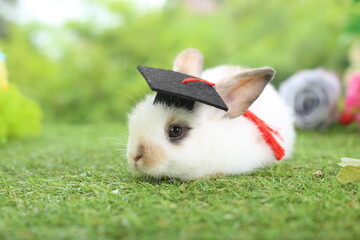 Wall Mural - Cute little rabbit on green grass with natural bokeh as background during spring. Young adorable bunny playing in garden. Lovely pet at park