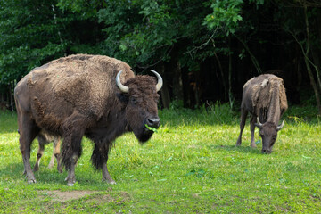 Selective focus view of huge American bison bull with leaf in its mouth walking on grass with female grazing in soft focus background