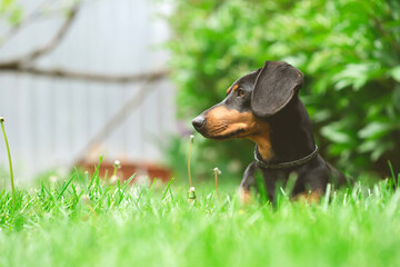 Sticker - A cute dachshund in a  lush spring garden