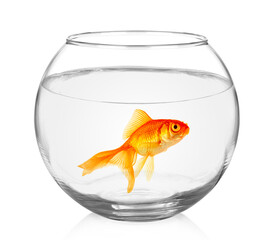 Wall Mural - Goldfish in aquarium isolated on white background.