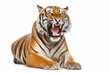 Portrait of an angry aggressive tiger on a white background.